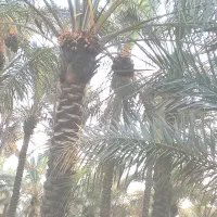 دمیت شکر