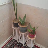 گل گیاه