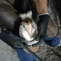 فروش نعل اسب