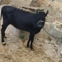 مزرعه حیوانات