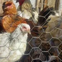 مرغ محلی و برهما و اردک تخمگذار