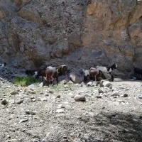 یک گله ۲۶ راسی بز و بزغاله