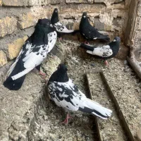 سینه سیاه چهل سانتی