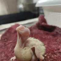 جوجه عروس هلندی|پرنده|تهران, خزانه|دیوار