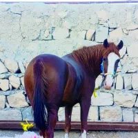 مادیون دوساله