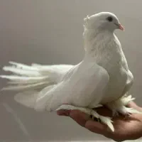 کفتر دم چتری پا پر کامل سفید (زینتی)|پرنده|قم, باجک دو|دیوار