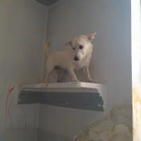 سگ اشپیتزماده