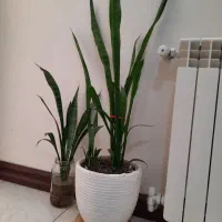 گل سانسوریا|گل و گیاه طبیعی|تهران, دولاب|دیوار