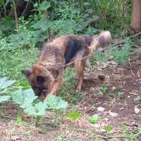 ژرمن شیپر ماده.االان چاق تره عکس برای ۳ماه قبله|سگ|آستانه اشرفیه, |دیوار