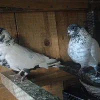 کفتر کاشانی