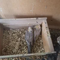 عروس هلندی سه جفت با دوتا جوجه