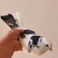 نروماده پرشی باهم500|پرنده|ابهر, |دیوار