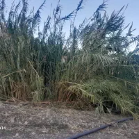 فروش( نی )دوساله درجه یک|عمده‌فروشی|پلدختر, |دیوار