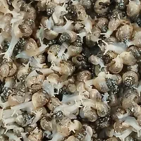 بچه حلزون ۲۰ روزه|خزنده|تهران, مدائن|دیوار