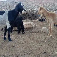 فروش بز و بزغاله|حیوانات مزرعه|اندیمشک, |دیوار
