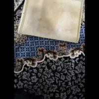 قفس بزرگ|لوازم جانبی حیوانات|پاکدشت, پاکدشت (مامازند)|دیوار