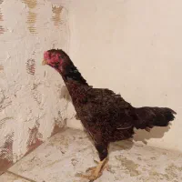 مرغ لاری افغان دونگ بالا