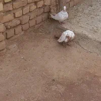 یک جفت دم زرد