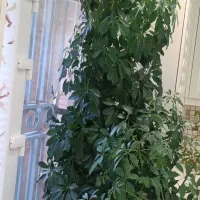 گل طبیعی|گل و گیاه طبیعی|دهگلان, |دیوار