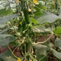 گلخانه-اجاره-ای