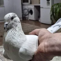 کبوتر تیر ماهی