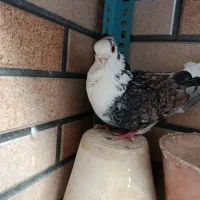 کبوتر ساتن نر