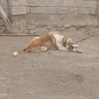 سگ سرابی اصیل