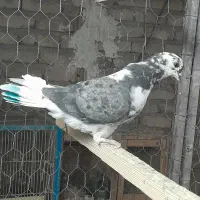 کبوتر فردشی|پرنده|چهاردانگه (تهران), |دیوار