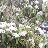 نیازمند رحم اجاره ای