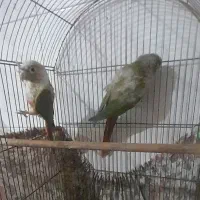 طوطی گرینچیک