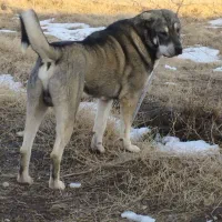 واگذاری سگ عراقی