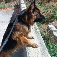 مربی سگ|خدمات آموزشی|کرج, گلشهر|دیوار