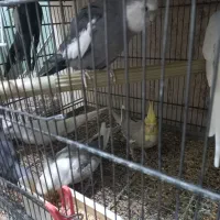 فروش عروس هلندی بالغ و جفت مولد|پرنده|هشتگرد, مدرس|دیوار