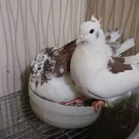 کبوتر پرشی|پرنده|نسیمشهر, |دیوار