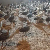 جوجه بوقلمون برنزه ۴۵ روزه