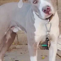 فروش پیت بول آمرکین|سگ|نورآباد ممسنی, |دیوار