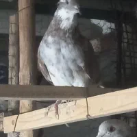 کفتر خوب|پرنده|تهران, سجاد|دیوار