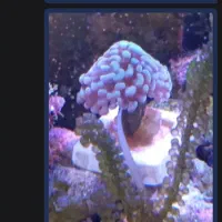 آکواریوم آبشور|ماهی|شهریار, دهشاد پائین|دیوار