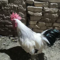 خروس