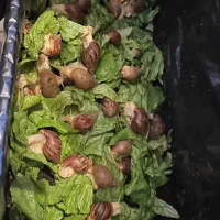 حلزون آلبینو|خزنده|اصفهان, دستگرده|دیوار