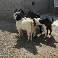 بزغاله نر فروشی