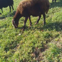 سه عدد میش و بره|حیوانات مزرعه|بروجرد, |دیوار