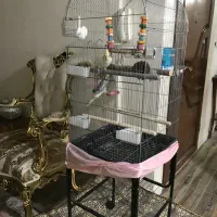 پرنده عروس هلندی