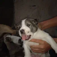 واگذاری ماده شکم طلا|سگ|هشترود, |دیوار