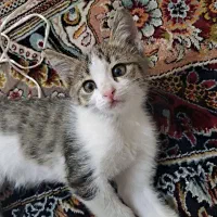 واگذاری گربه خوشگل و خواستنی