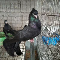 جفت کبوتر زاغ