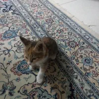 گربه