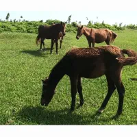 اسب  مادیان  حامله کره