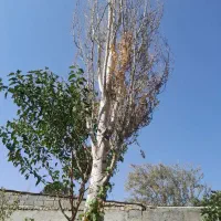 مقداری چوب ذغالی ودرخت های بادام توت گردو دیگر|خدمات باغبانی و درختکاری|رودهن, |دیوار