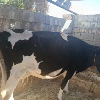 گاو گاو داری|حیوانات مزرعه|انزل, |دیوار